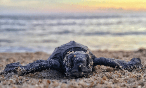 mazunte-turtles-oaxaca